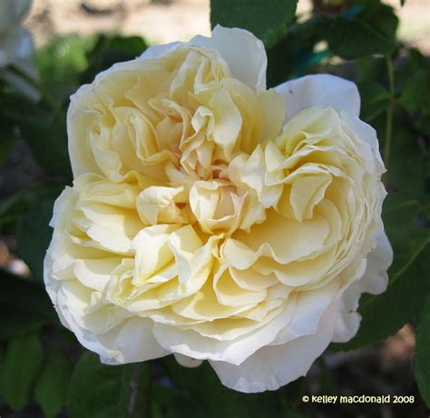 celine forestier|Rose (Rosa 'Celine Forestier') in the Roses Database .